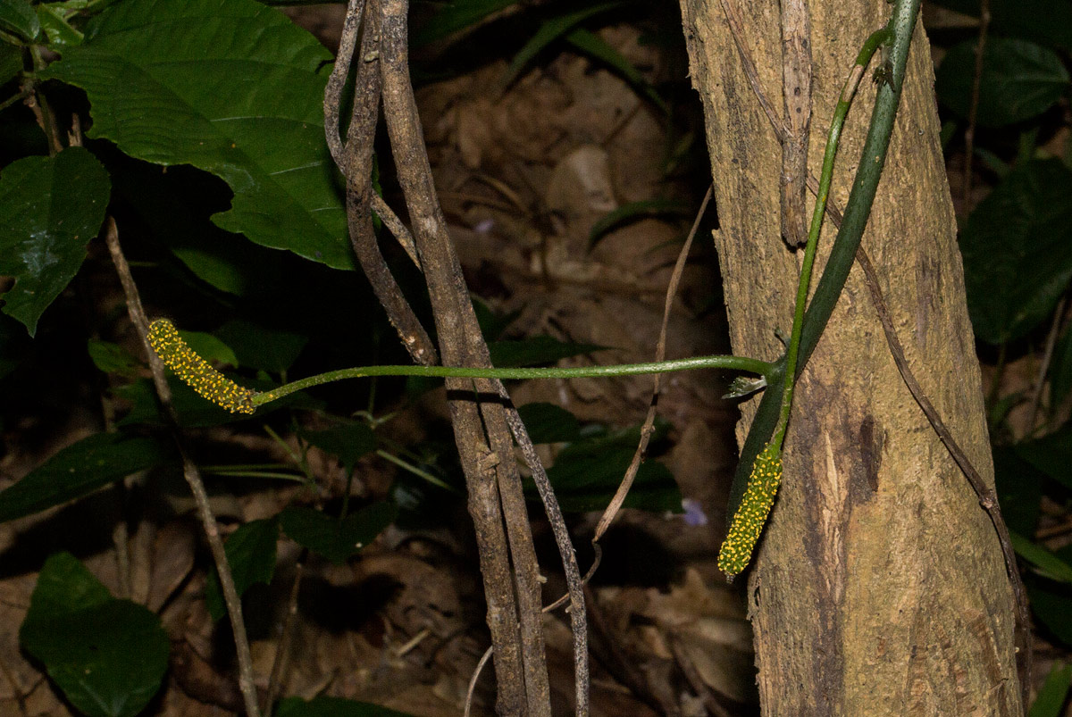 Pyrenacantha kaurabassana Pyrenacantha kaurabassana
