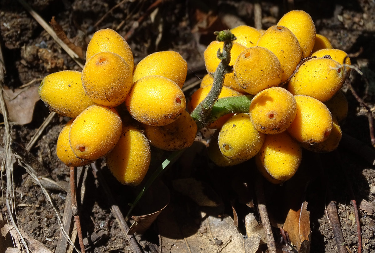 Pyrenacantha kaurabassana