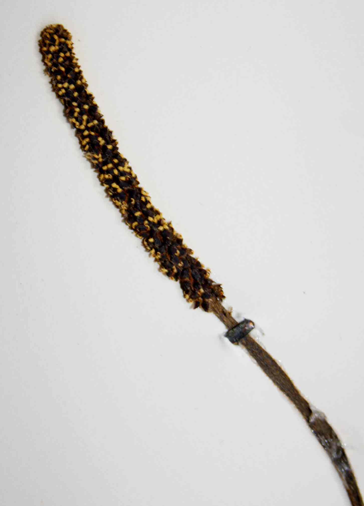 Pyrenacantha kaurabassana