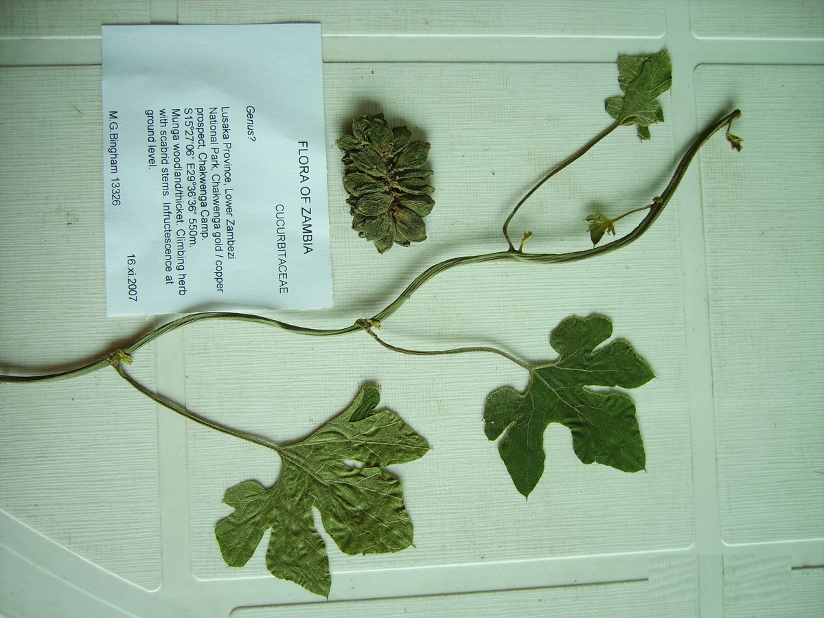 Pyrenacantha kaurabassana