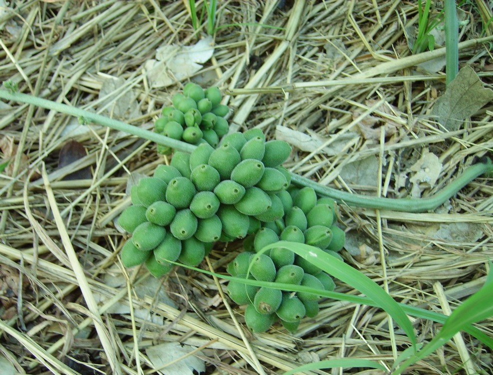 Pyrenacantha kaurabassana