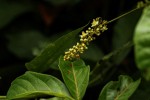 Paullinia pinnata