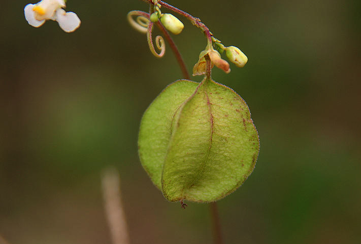 Cardiospermum corindum