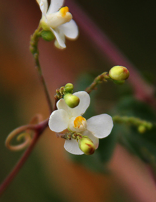 Cardiospermum corindum