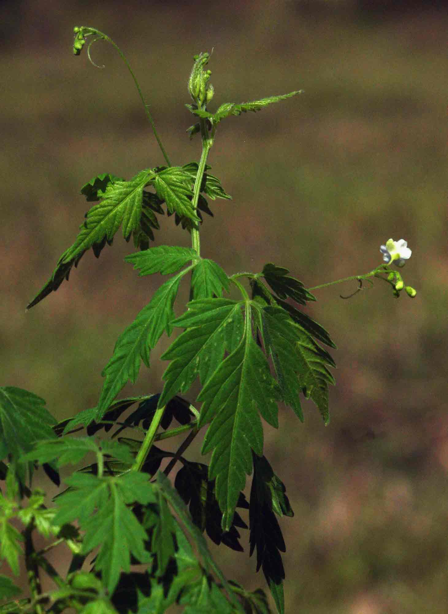 Cardiospermum halicacabum var. halicacabum