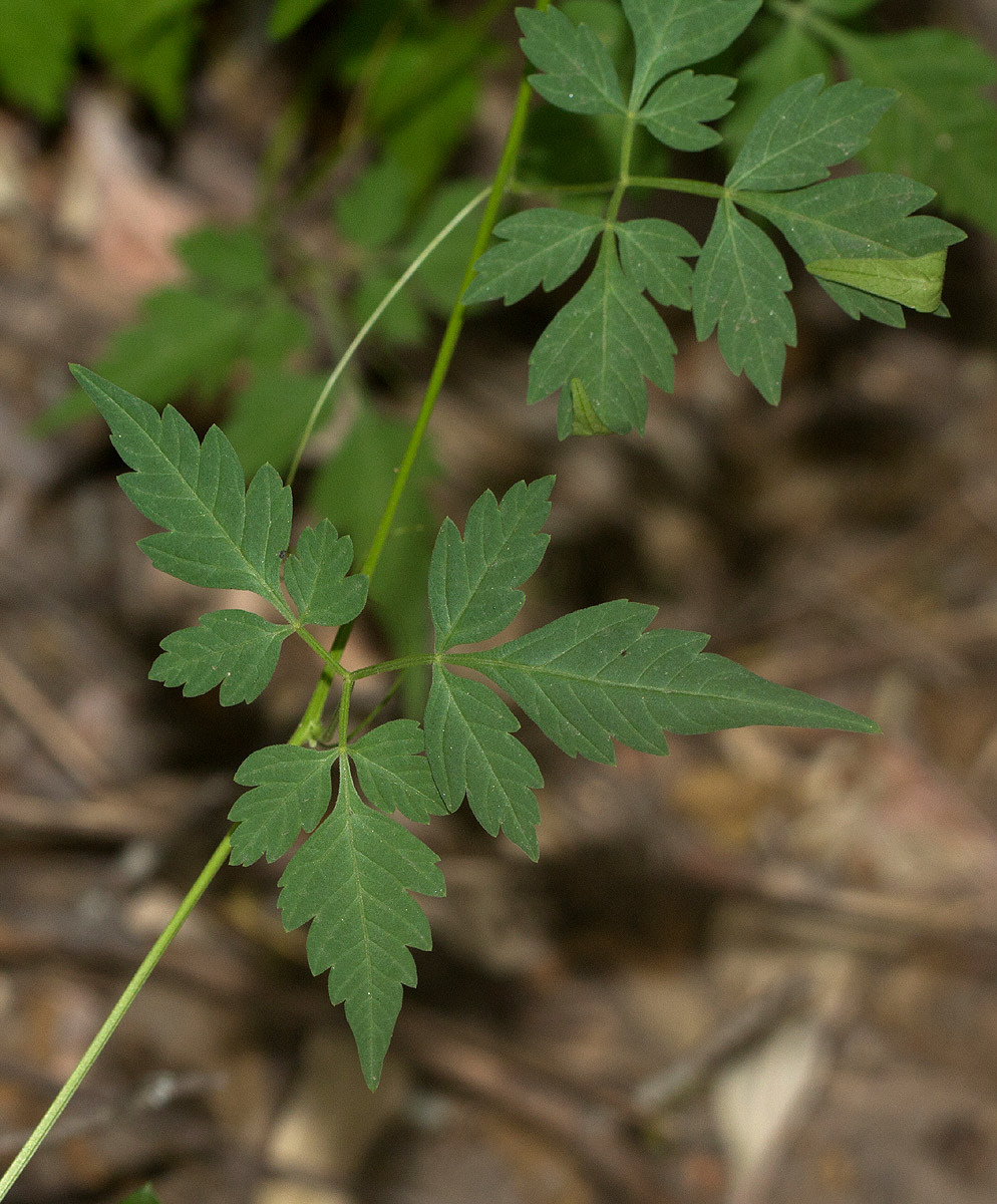Cardiospermum halicacabum var. halicacabum Cardiospermum halicacabum var. halicacabum