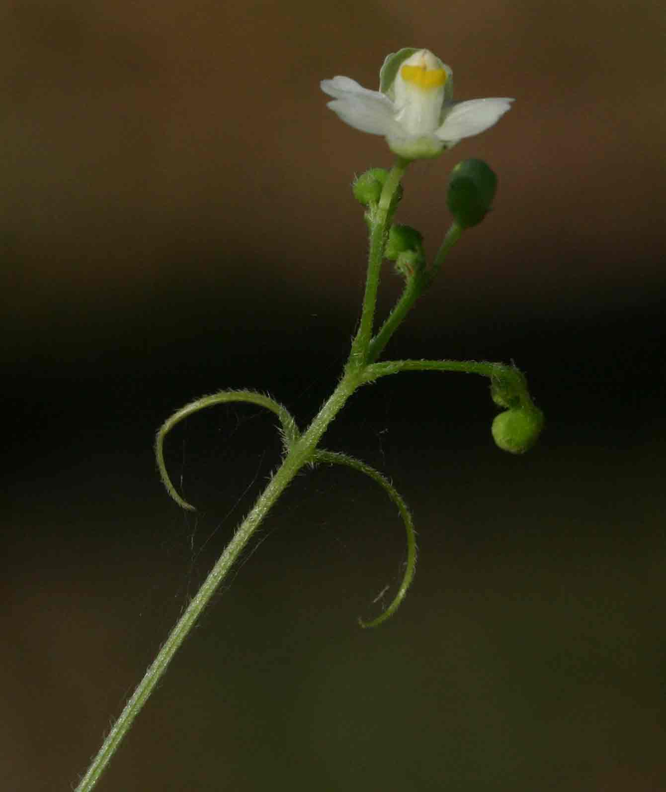 Cardiospermum halicacabum var. halicacabum Cardiospermum halicacabum var. halicacabum