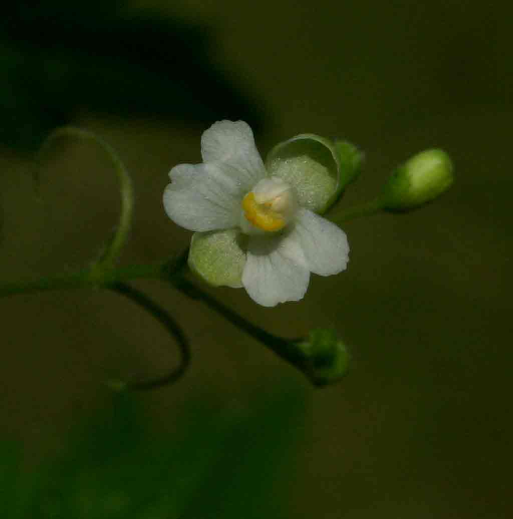 Cardiospermum halicacabum var. halicacabum