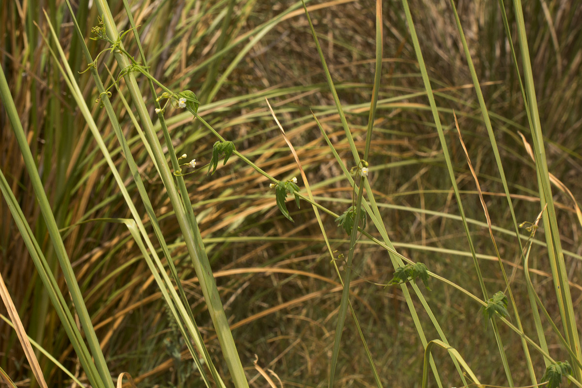 Cardiospermum halicacabum var. halicacabum Cardiospermum halicacabum var. halicacabum