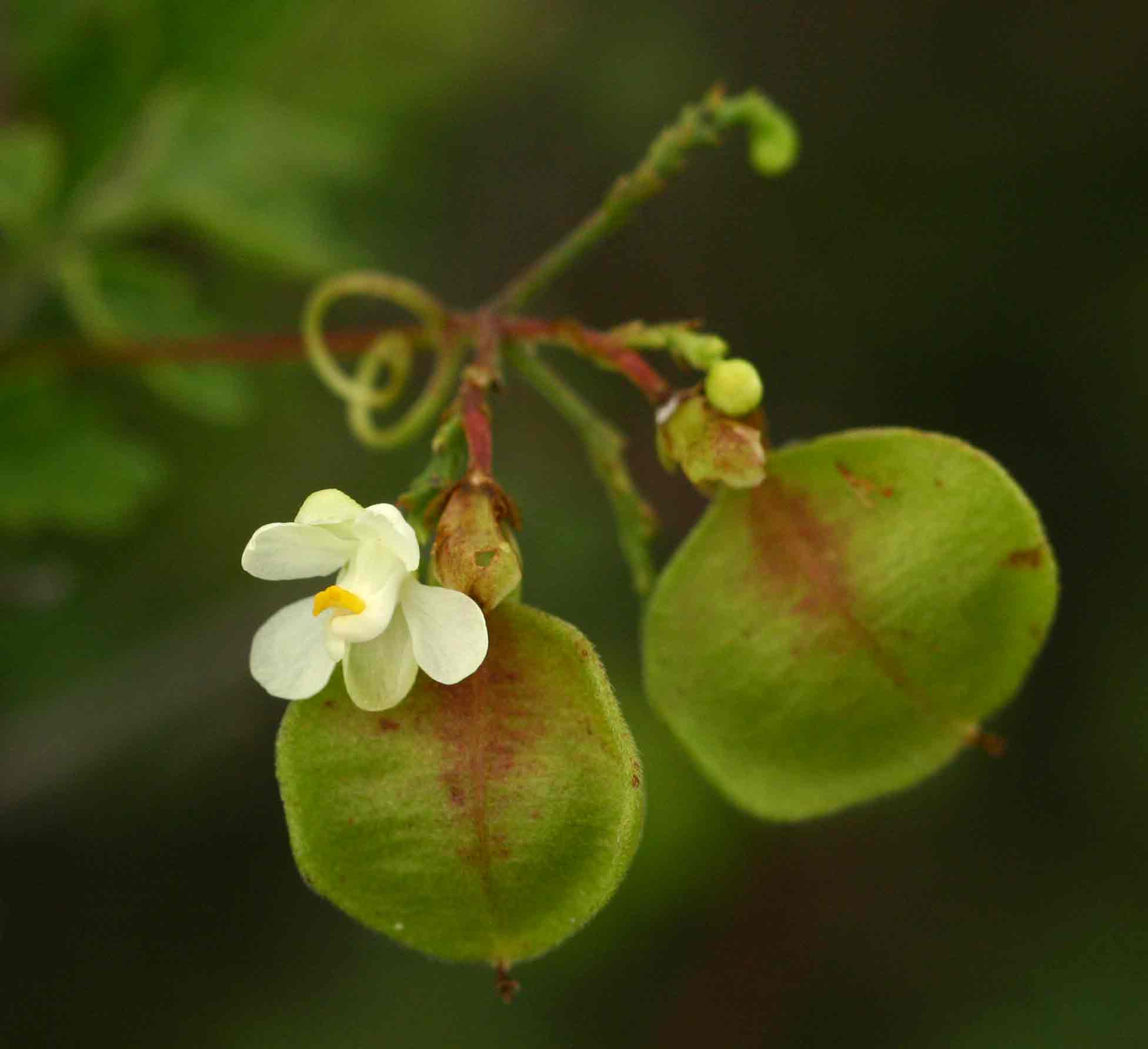 Cardiospermum halicacabum var. microcarpum