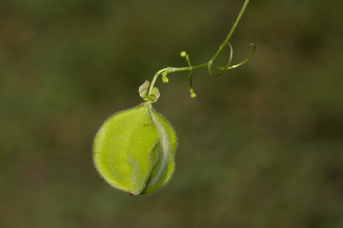 Cardiospermum halicacabum var. microcarpum Cardiospermum halicacabum var. microcarpum