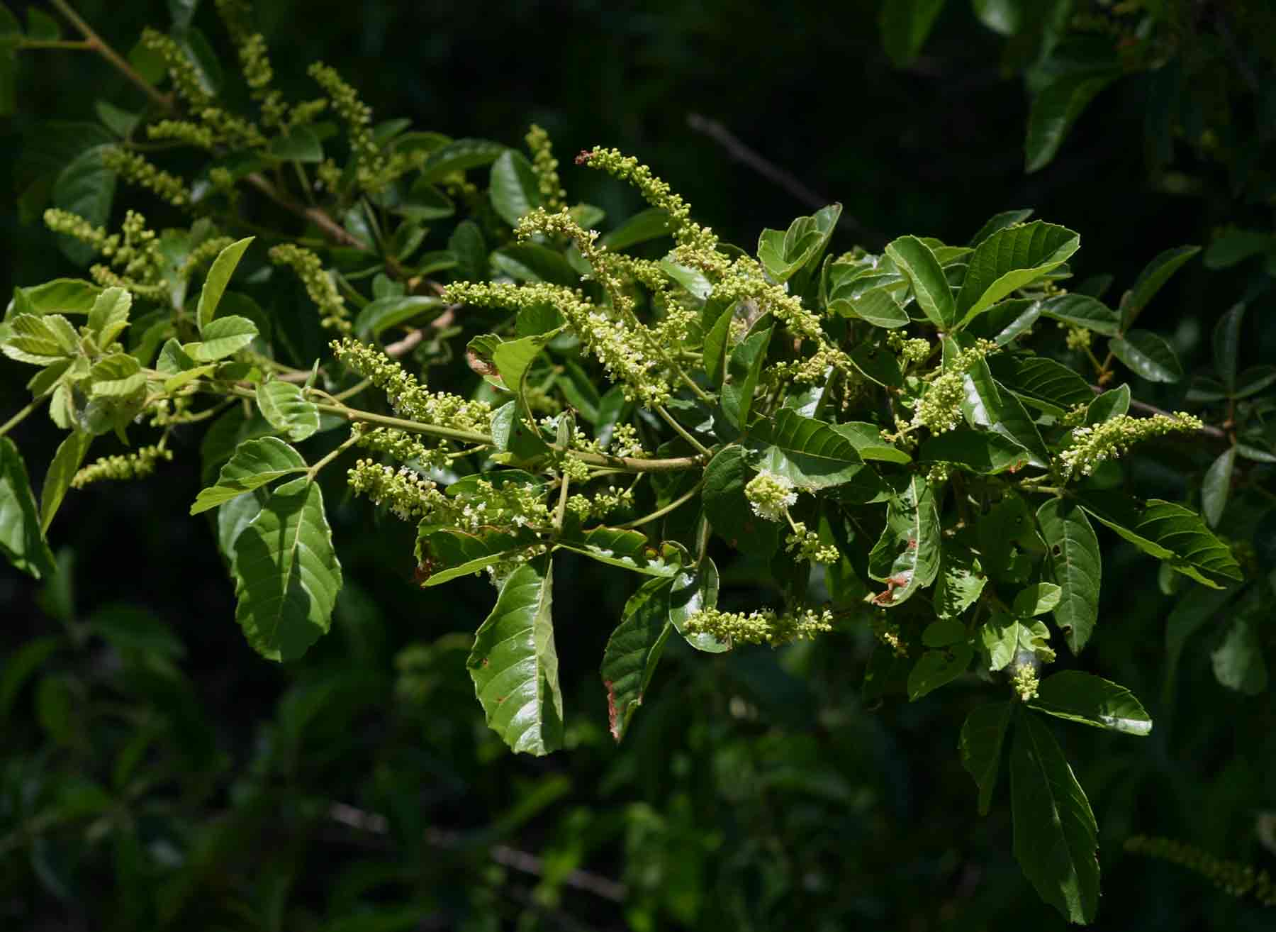 Allophylus africanus