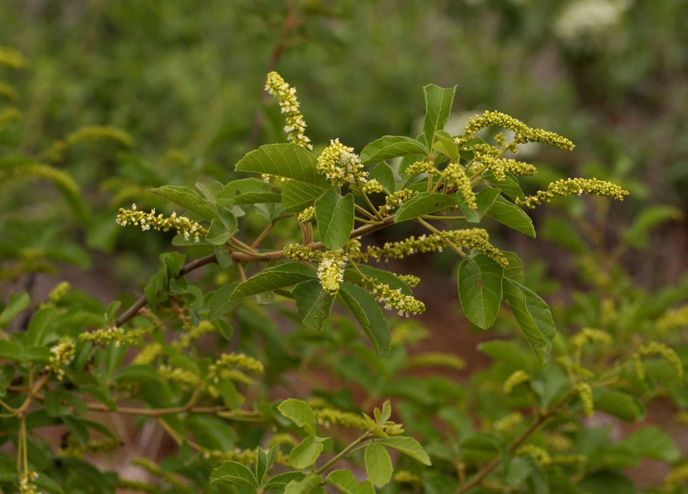Allophylus africanus