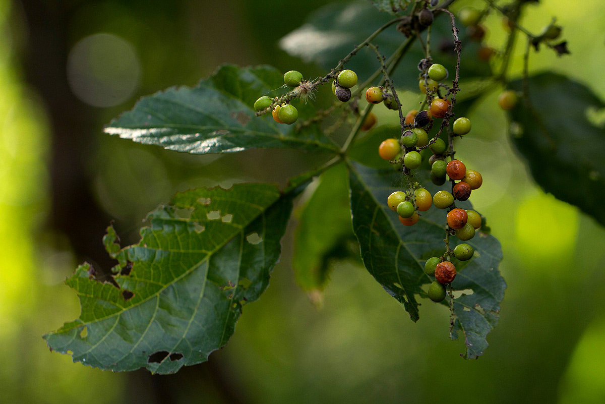 Allophylus africanus