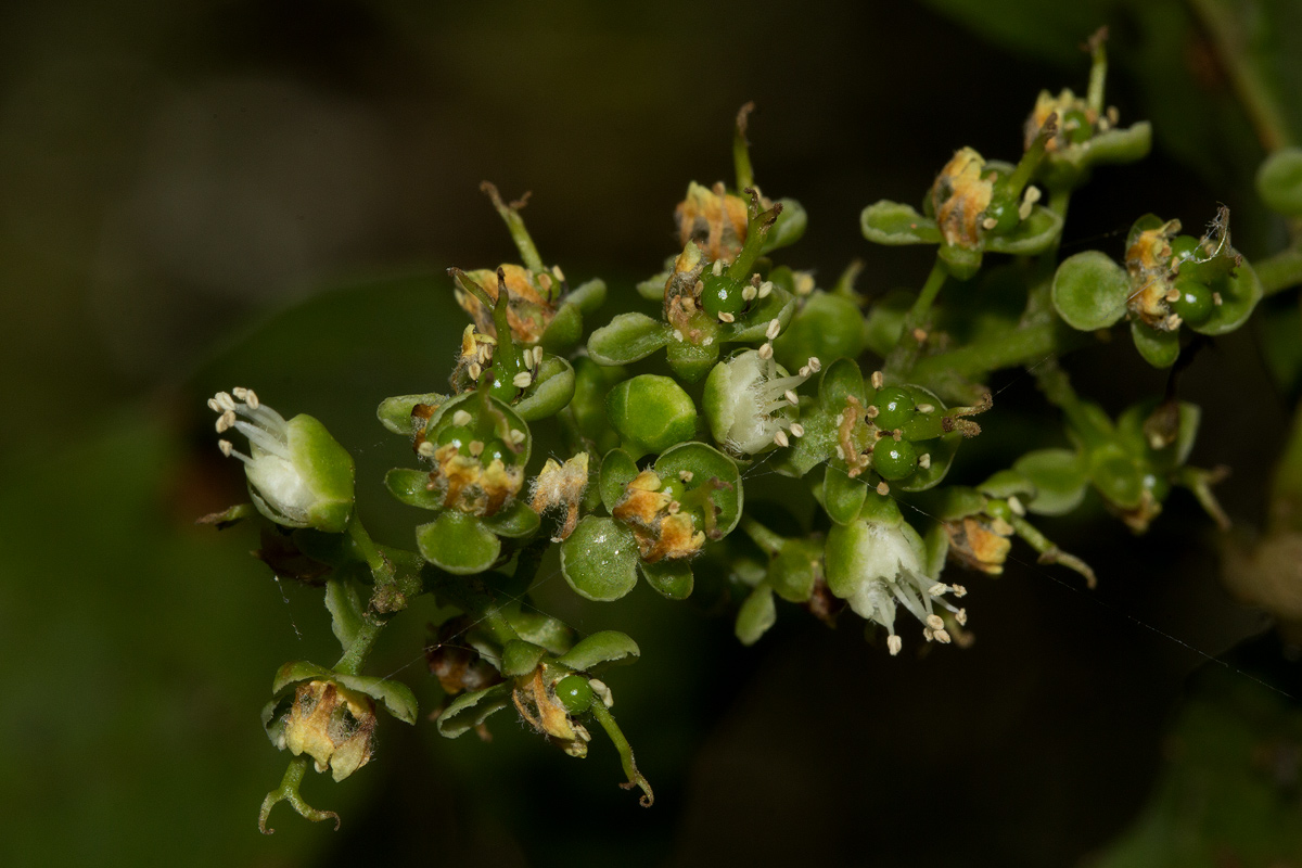 Allophylus chaunostachys