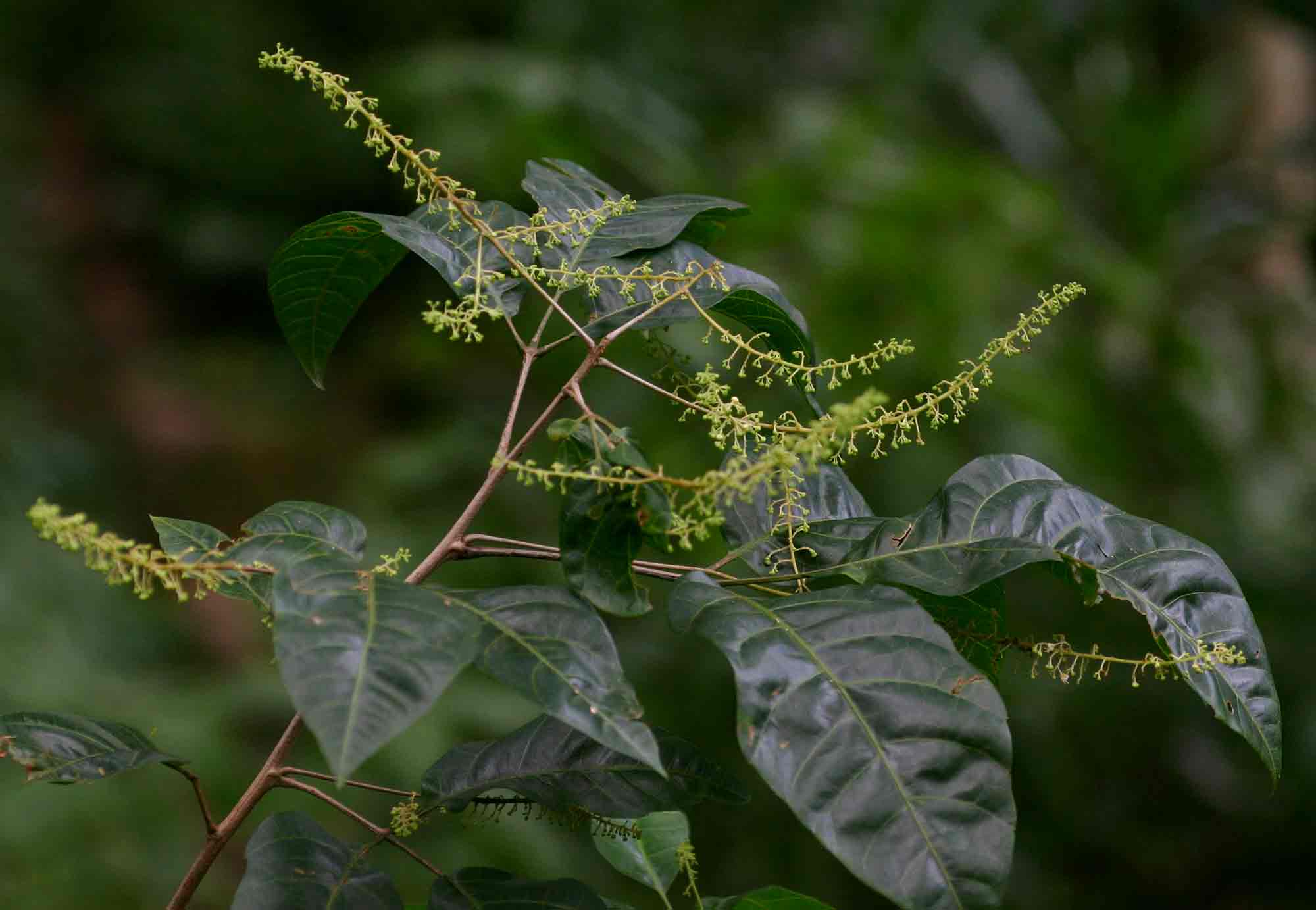 Allophylus chaunostachys