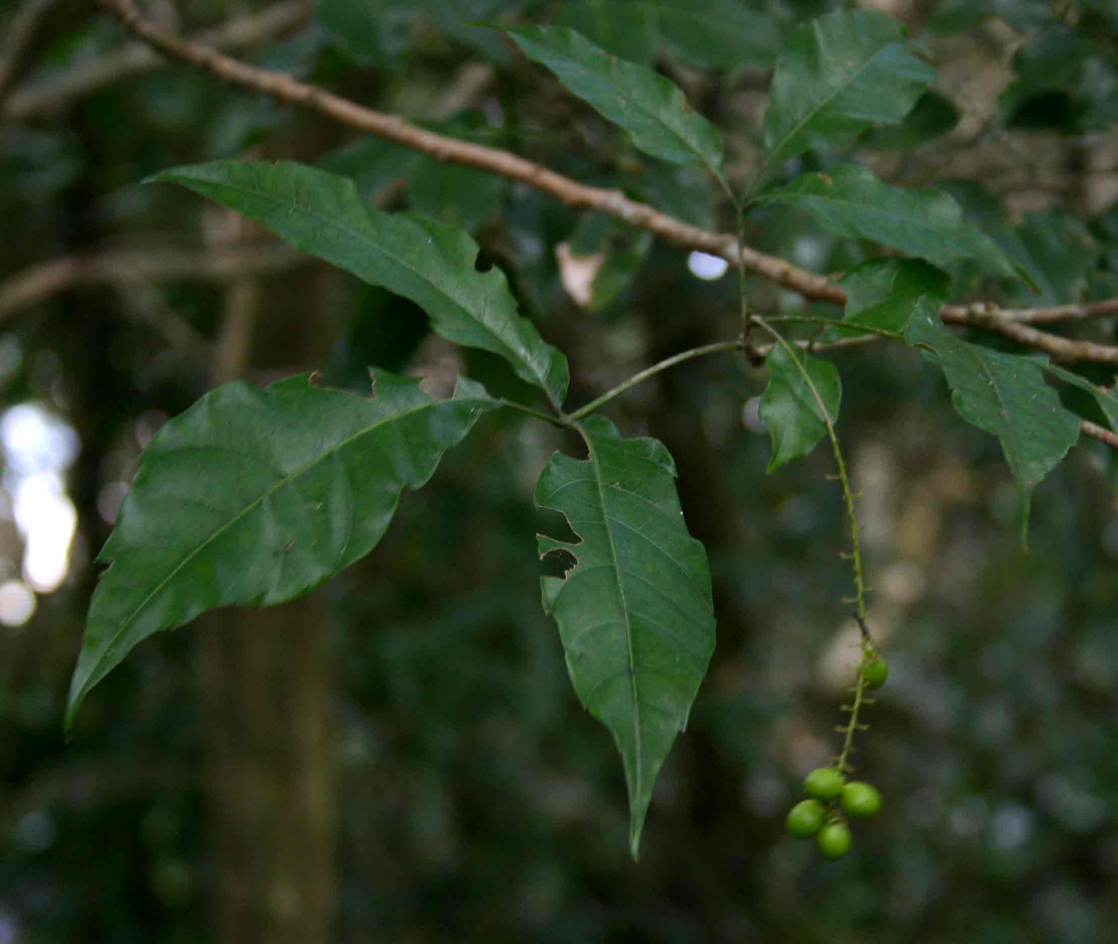 Allophylus chaunostachys
