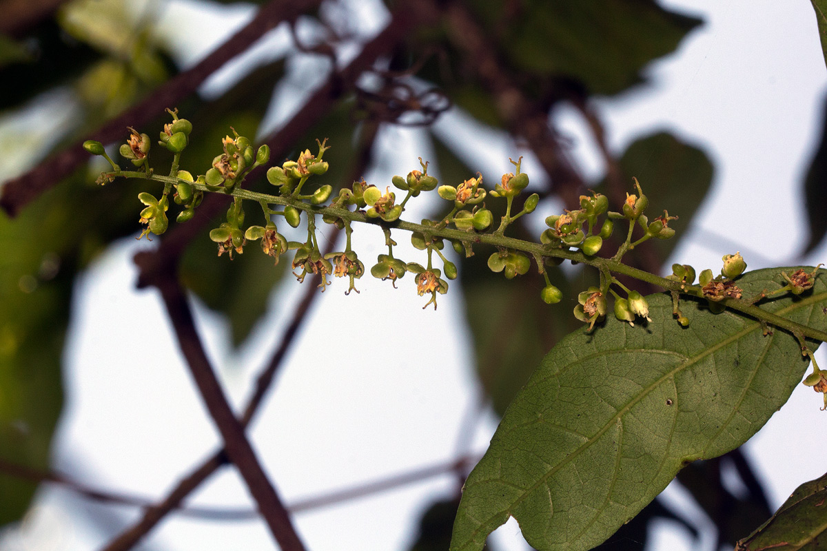 Allophylus chaunostachys