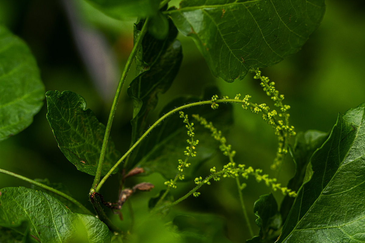 Allophylus rubifolius var. rubifolius