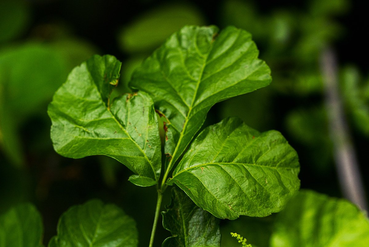Allophylus rubifolius var. rubifolius