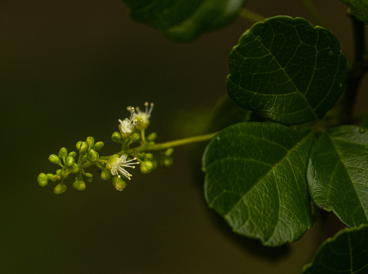 Allophylus rubifolius var. rubifolius