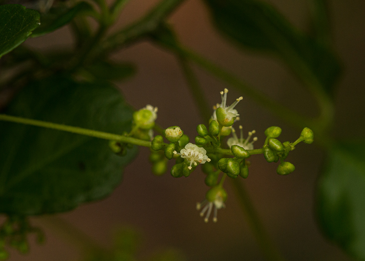Allophylus rubifolius var. rubifolius