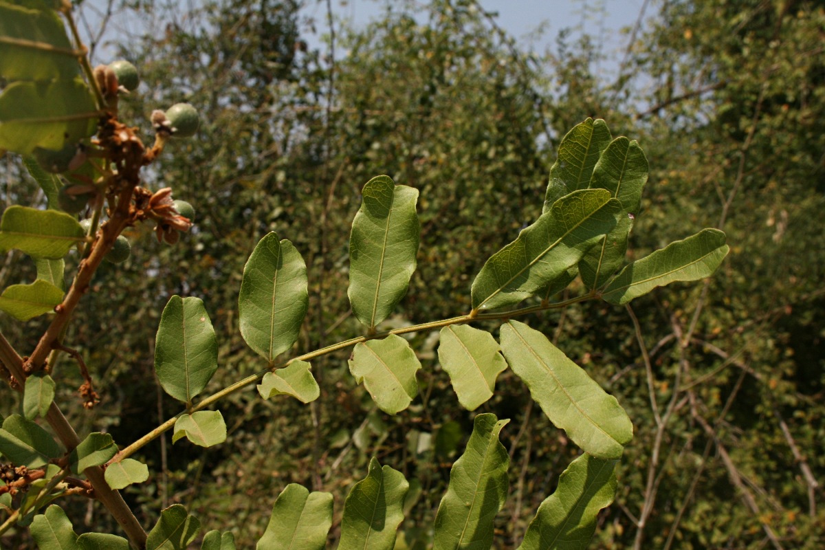 Deinbollia xanthocarpa