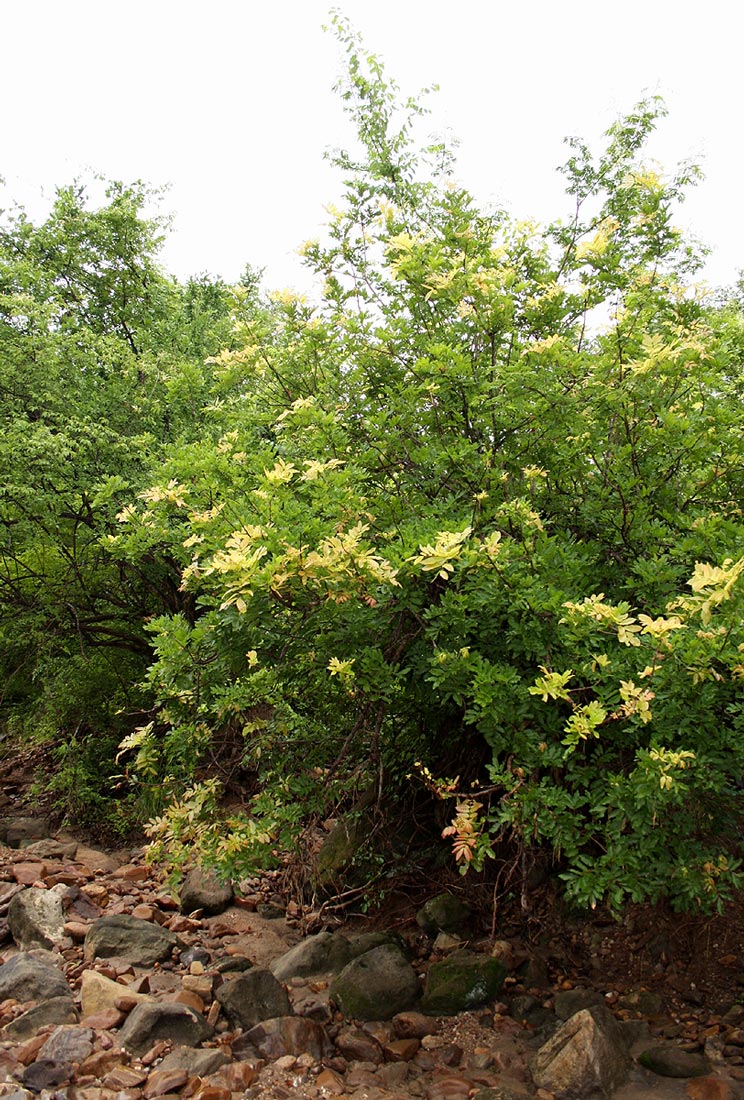 Lecaniodiscus fraxinifolius subsp. fraxinifolius