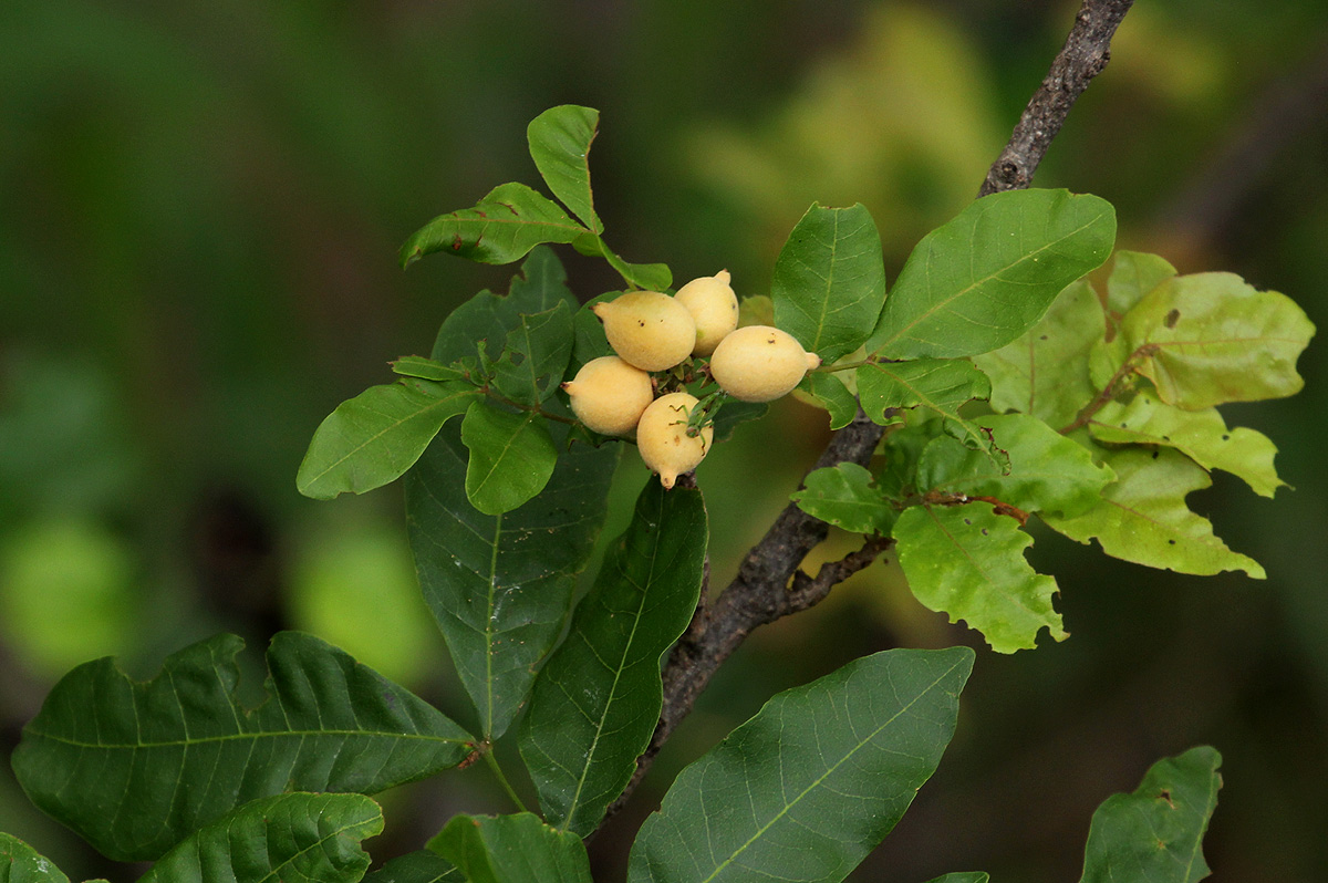 Lecaniodiscus fraxinifolius subsp. fraxinifolius Lecaniodiscus fraxinifolius subsp. fraxinifolius