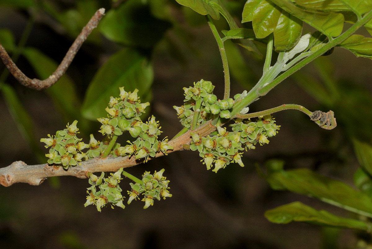Lecaniodiscus fraxinifolius subsp. fraxinifolius