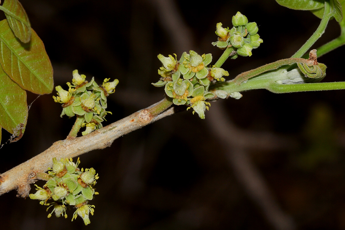 Lecaniodiscus fraxinifolius subsp. fraxinifolius