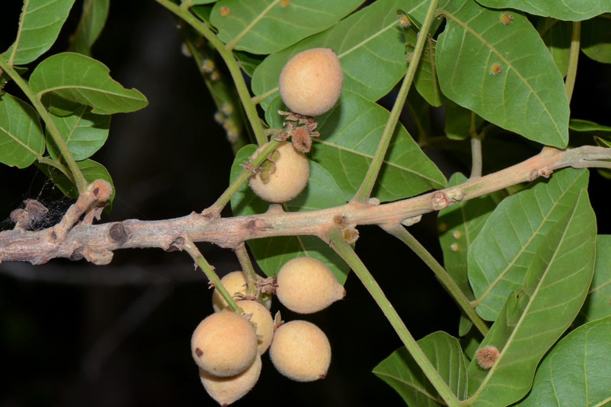 Lecaniodiscus fraxinifolius subsp. fraxinifolius