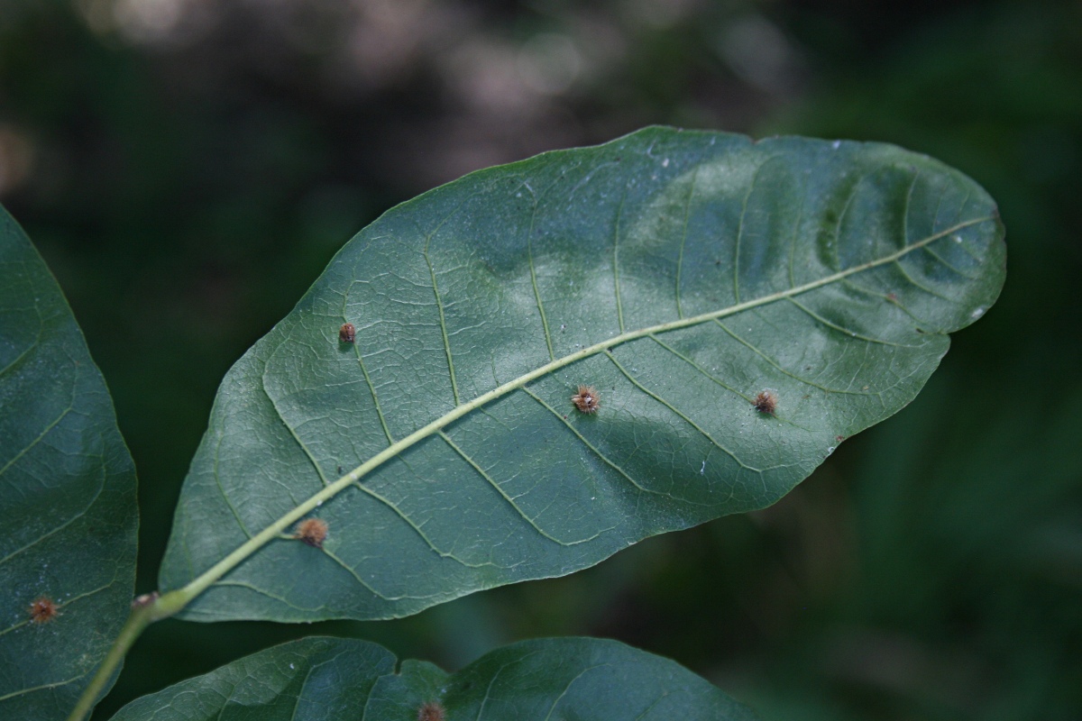 Lecaniodiscus fraxinifolius subsp. fraxinifolius Lecaniodiscus fraxinifolius subsp. fraxinifolius