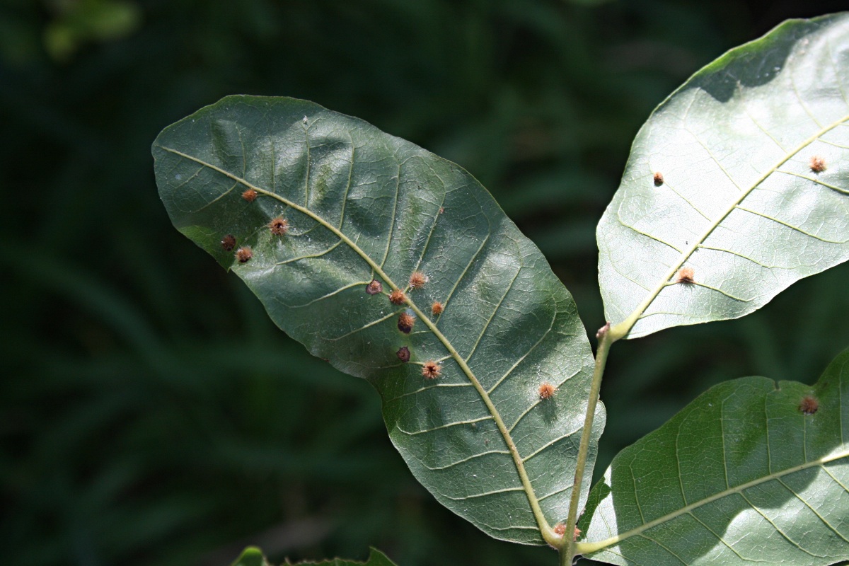 Lecaniodiscus fraxinifolius subsp. fraxinifolius