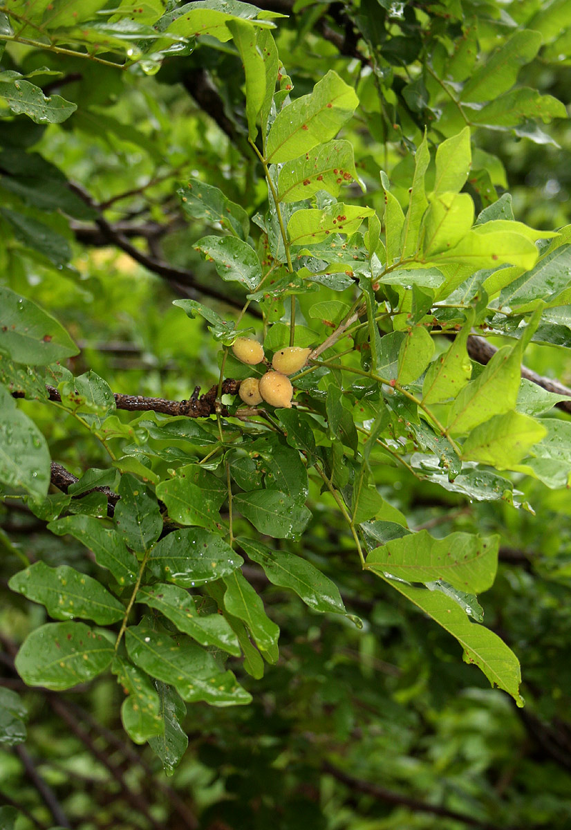 Lecaniodiscus fraxinifolius subsp. fraxinifolius