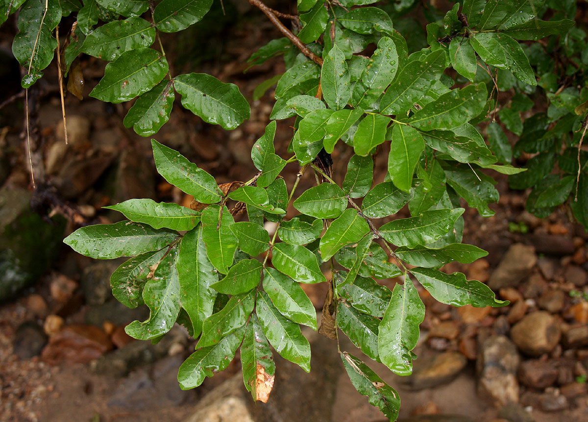 Lecaniodiscus fraxinifolius subsp. fraxinifolius Lecaniodiscus fraxinifolius subsp. fraxinifolius