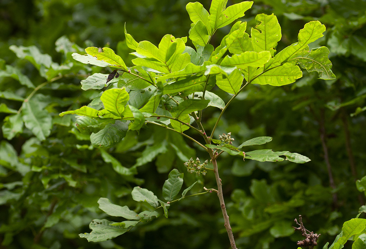 Lecaniodiscus fraxinifolius subsp. fraxinifolius