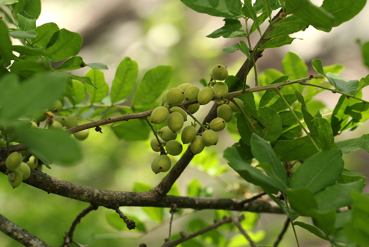 Lecaniodiscus fraxinifolius subsp. fraxinifolius