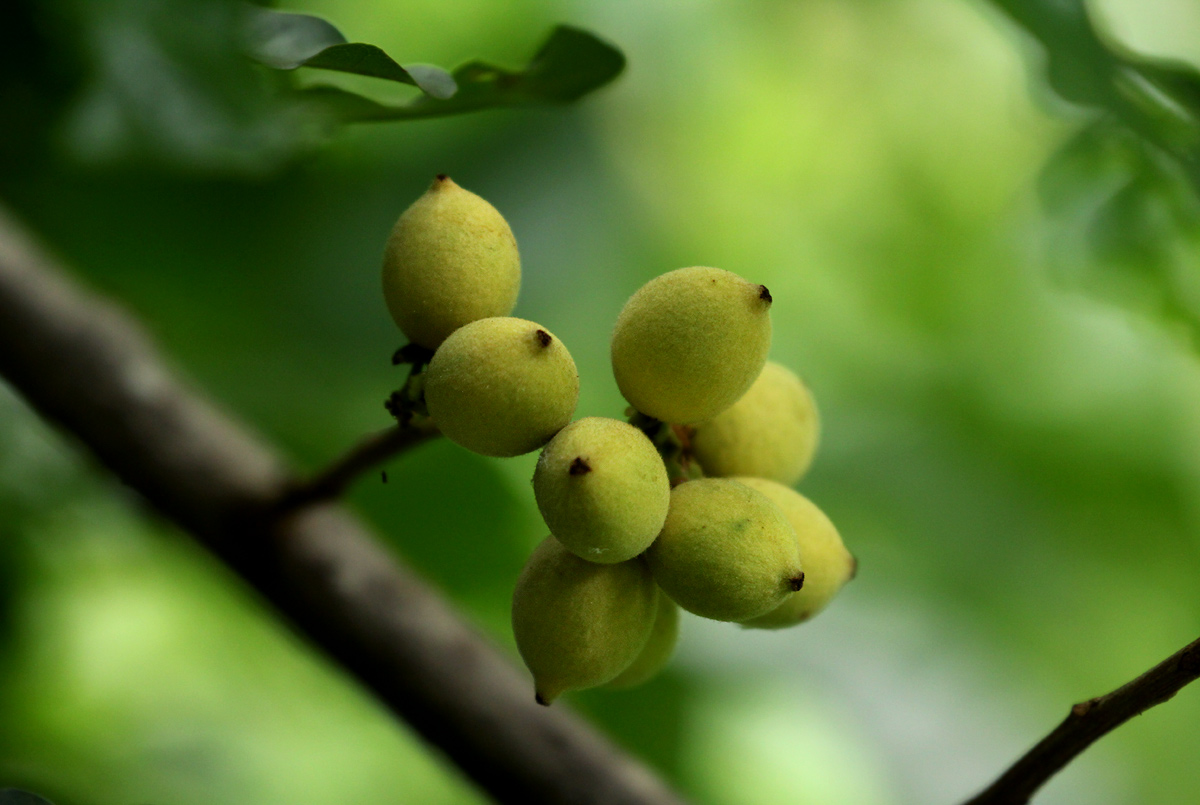 Lecaniodiscus fraxinifolius subsp. fraxinifolius