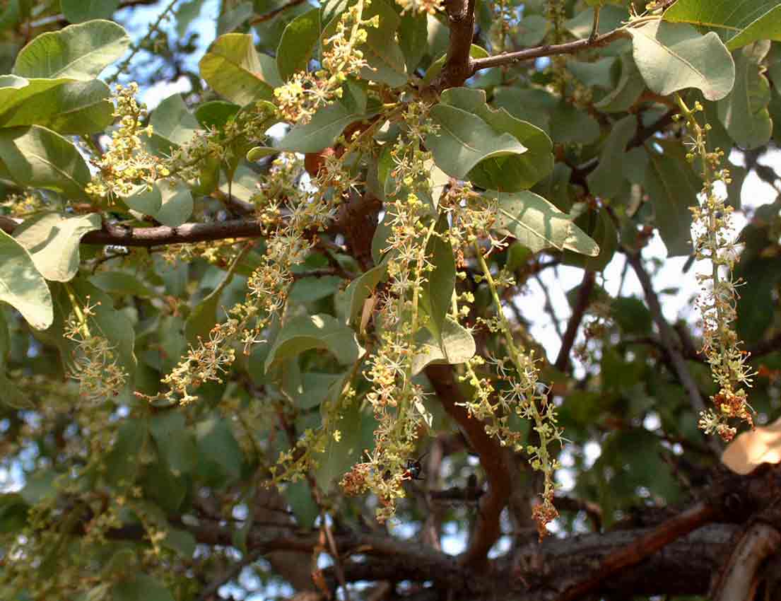 Pappea capensis Pappea capensis