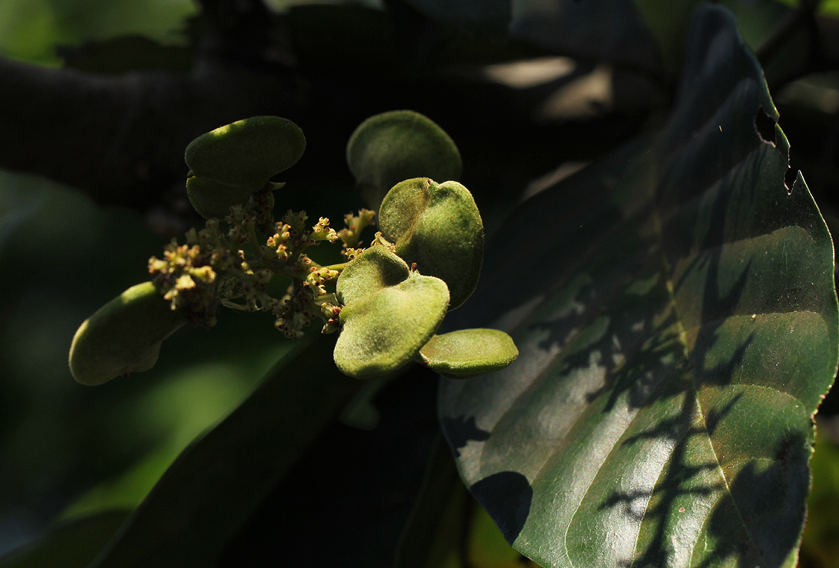 Aporrhiza paniculata