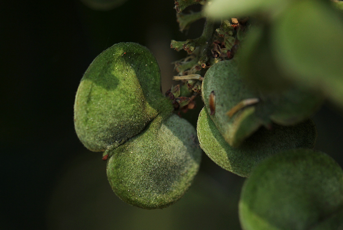 Aporrhiza paniculata Aporrhiza paniculata