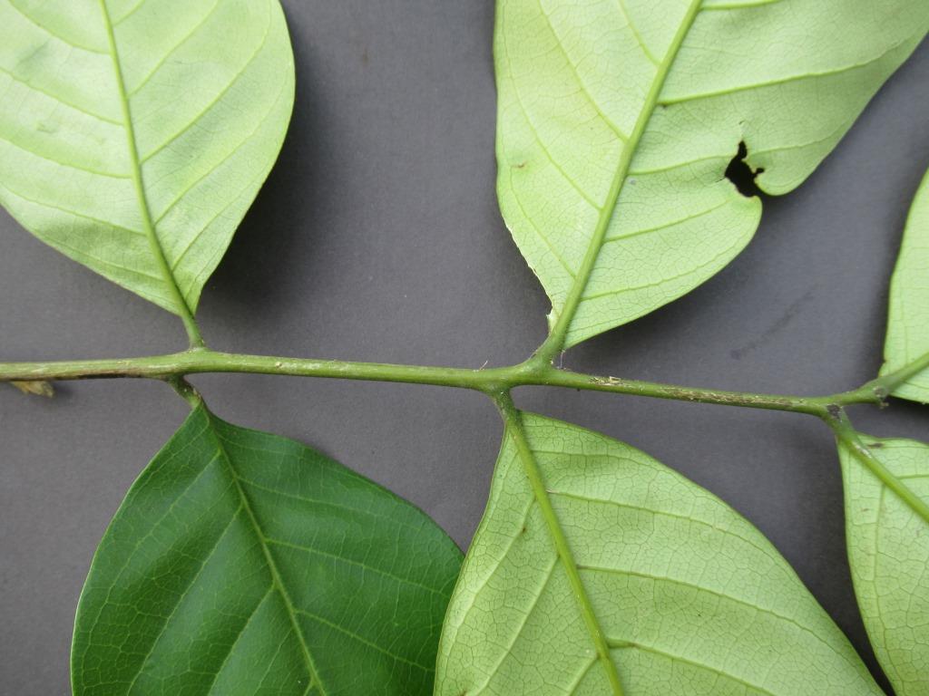 Aporrhiza paniculata