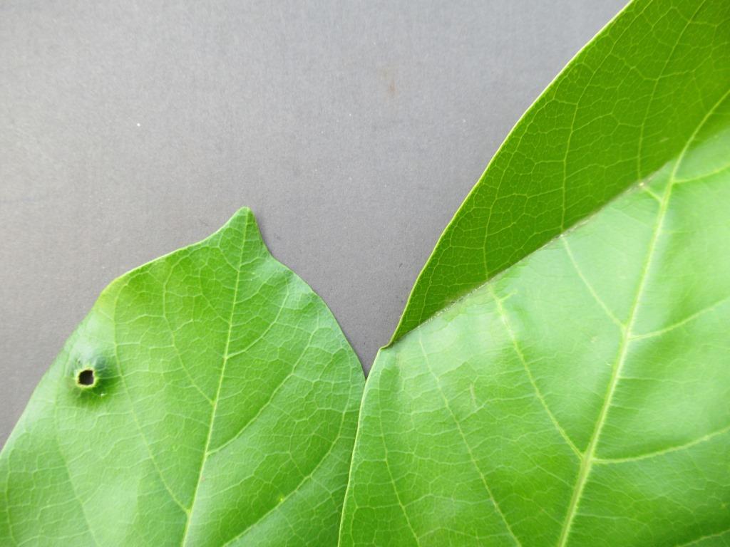 Aporrhiza paniculata