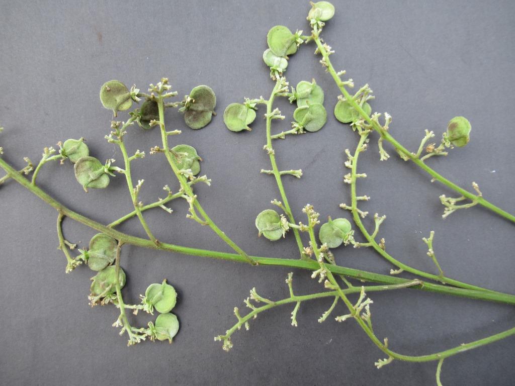 Aporrhiza paniculata