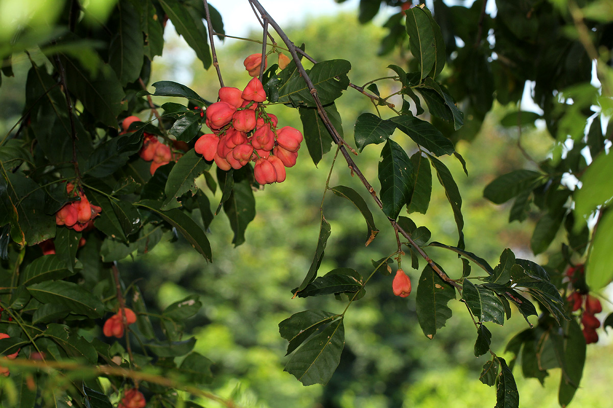 Blighia unijugata Blighia unijugata