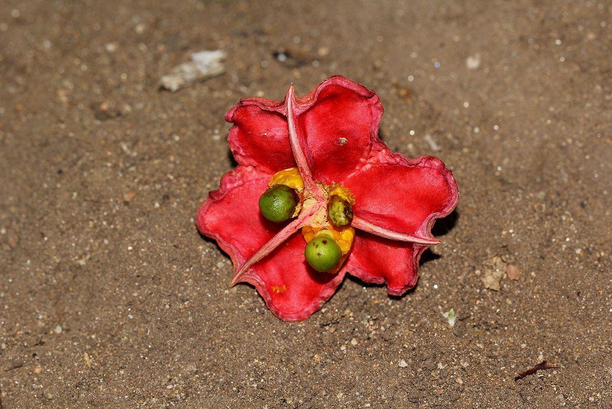 Blighia unijugata Blighia unijugata