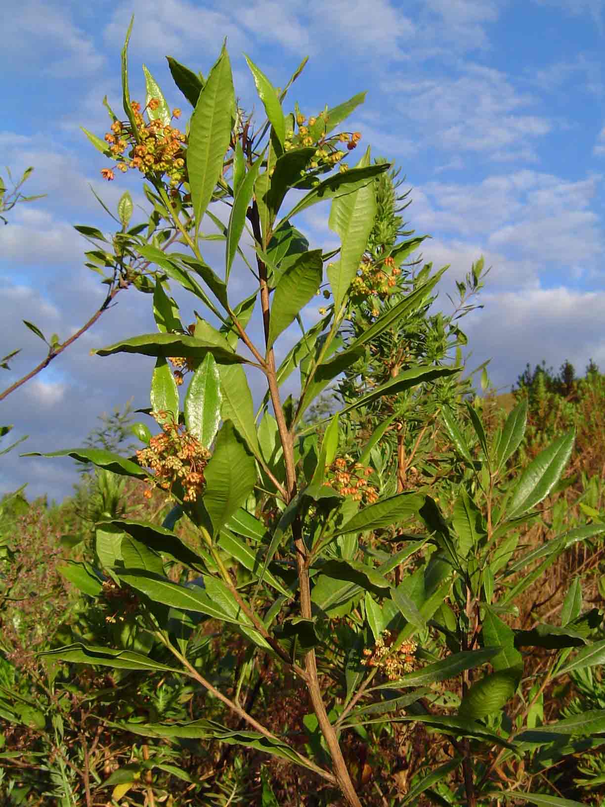 Dodonaea viscosa subsp. angustifolia