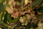 Dodonaea viscosa subsp. angustifolia
