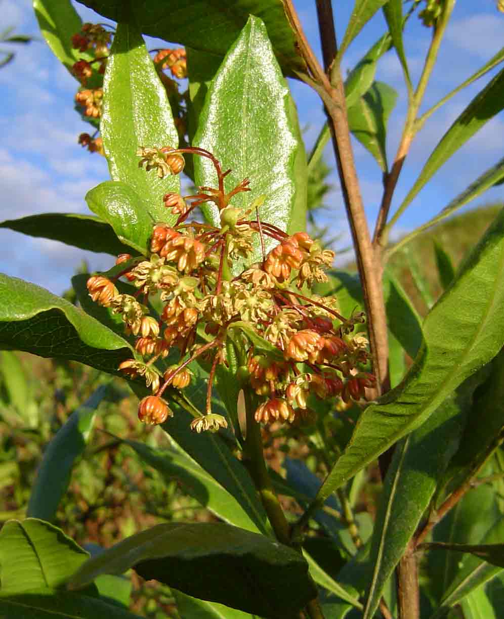 Dodonaea viscosa subsp. angustifolia